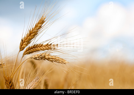 Nahaufnahme von Reife Ähren gegen schönen Himmel mit Wolken. Selektiven Fokus. Stockfoto