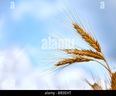 Nahaufnahme von Reife Ähren gegen schönen Himmel mit Wolken. Selektiven Fokus. Stockfoto