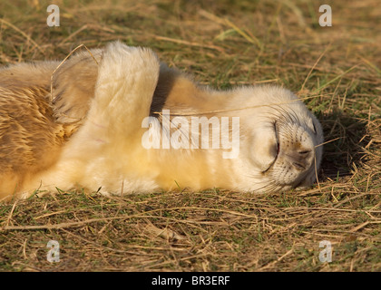 Atlantic Grey Seal Pup, Halichoerus Grypus, fotografiert bei RAF Donna Nook, Lincolnshire an der Ostküste von England Stockfoto