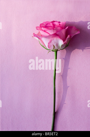 rosa Rose auf einem rosa Oberfläche mit einem Schatten der Dornen Stockfoto