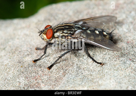 Eine Fleisch-Fliege. Möglicherweise eine gemeinsame Fleisch Fliege, Sarcophaga Carnaria. Stockfoto