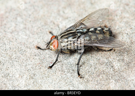 Eine Fleisch-Fliege. Möglicherweise eine gemeinsame Fleisch Fliege, Sarcophaga Carnaria. Stockfoto