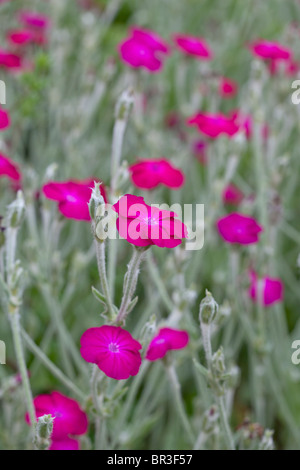 Leuchtend rosa Blüten und silbrigen Laub der Lychnis Coronaria; Rose Campion, Dusty miller Stockfoto