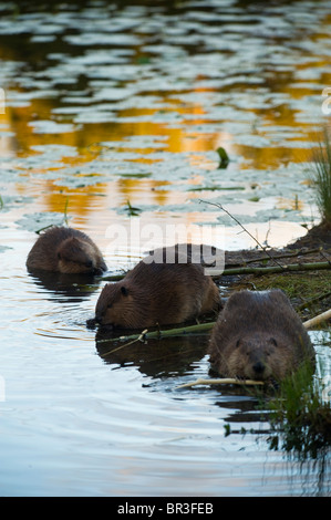 Drei wilde Biber Futter und Fütterung ein Seeufer entlang Stockfoto