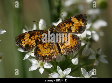 Perle Halbmond Schmetterling Stockfoto