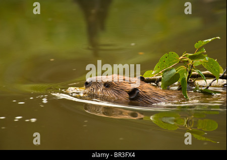 Ein wilder Biber schwimmen schleppen einen Ast mit seinem Mund. Stockfoto