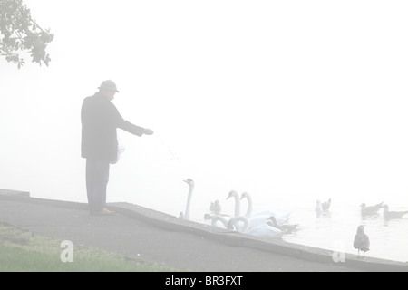 Man füttert Vögel im frühen Morgennebel auf Castle Semple Loch, Clyde Muirshiel Regional Park, Lochwinnoch, Renfrewshire, Schottland, Großbritannien Stockfoto