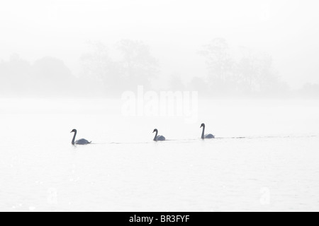 Schwäne auf einem nebligen Morgen, Schottland, UK Stockfoto