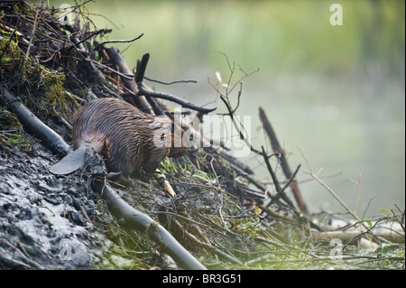 Eine wilde kanadische Biber Platzierung nassen Schlamm auf seine Hütte Stockfoto