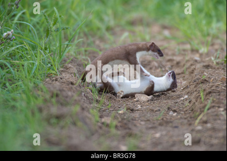 Hermelin (Mustela Erminea) spielen kämpfen. Stockfoto