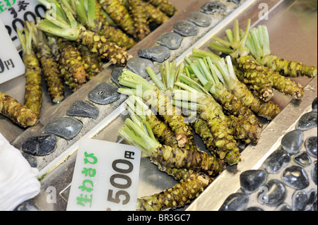 Nagano/Japan – Frische Wasabi Wurzeln am Gewächshund-Stand Stockfoto