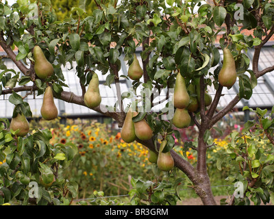 Birne Baum trägt Früchte Stockfoto