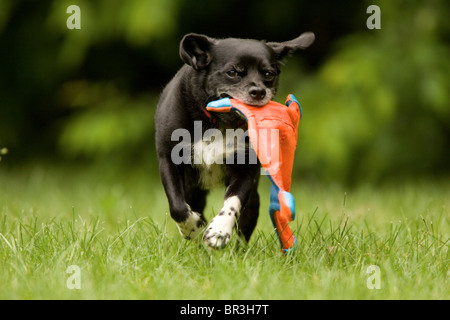 Eine kleine Terrier mit einem fliegenden Spielzeug namens läuft ein Stockfoto