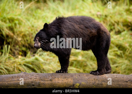 Great Bear Rainforest, Britisch-Kolumbien. Stockfoto