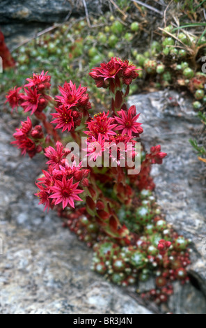 Spinnennetz Hauswurz, Sempervivum Arachnoideum, Valsavarenche, Italien Stockfoto