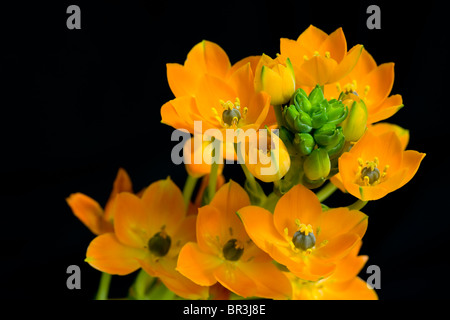 Ornithogalum Dubium auf schwarzem Hintergrund. Im Studio gedreht. Stockfoto