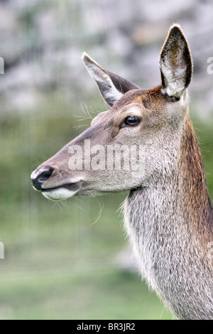 Red Deer Hind(Cervus elaphus)-gefangene Exemplar Stockfoto