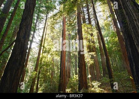 Redwood Forest von Muir Woods National Monument. Stockfoto