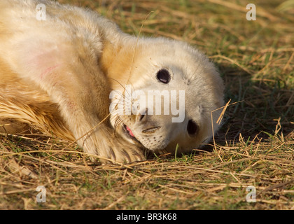 Atlantic Grey Seal Pup, Halichoerus Grypus, fotografiert bei RAF Donna Nook, Lincolnshire an der Ostküste von England Stockfoto