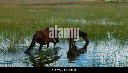 Minipferde auf Plain of Jars in Laos Stockfoto