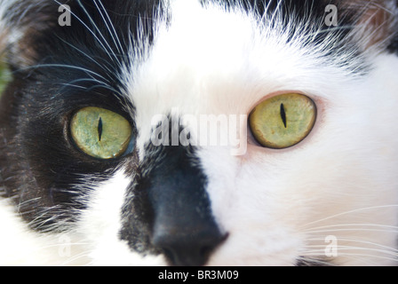 Schwarze und weiße Katze Gesicht/Kopf konzentriert. Entschlossenheit und Konzentration. Stockfoto