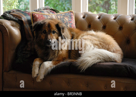 Ein Hund der Mischling, namens Teddy, auf einer couch Stockfoto