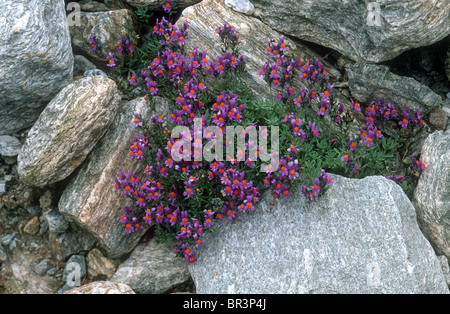 Alpen-Leinkraut, Linaria Alpina, Valsavarenche, Italien Stockfoto