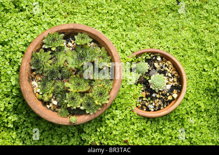 Sempervivum Tectorum (Hauswurz) und Soleirolia Soleirolii (Mind-Your-Own-Business) Stockfoto