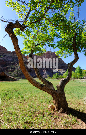 Historische Gifford Bauernhof Museum Capitol Reef Nationalpark-Utah Stockfoto