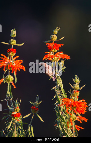 Weiblichen südlichen Doppel-Kragen Sunbird auf Orange schönes Stockfoto