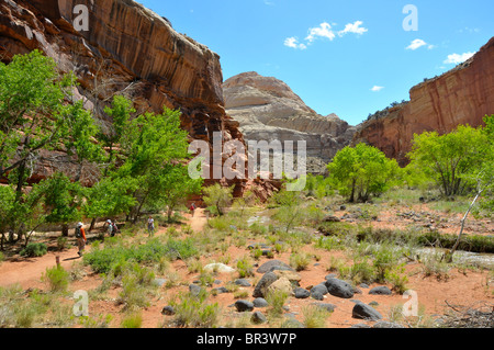 Kuppel des Kapitols entlang Fremont River Capitol Reef National Park, Utah Stockfoto