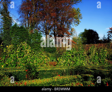 Sandyford, Co Dublin, Irland, Box Parterre mit alten Rosen Fernhill Gardens Stockfoto