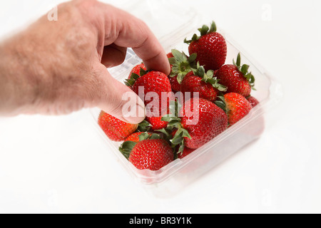 Männliche Hand eine Erdbeere aus einem Körbchen oder Körbchen voll Erdbeeren pflücken Stockfoto