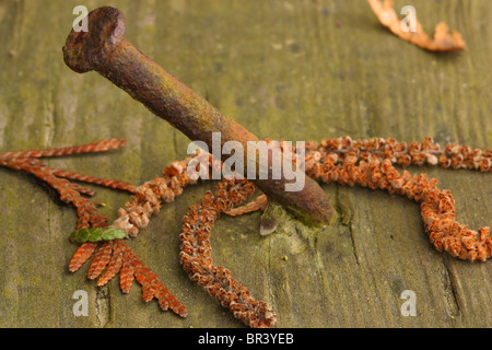 Makro rostigen Nagel im Holz umgeben von kleinen Blättern und Zweigen Stockfoto