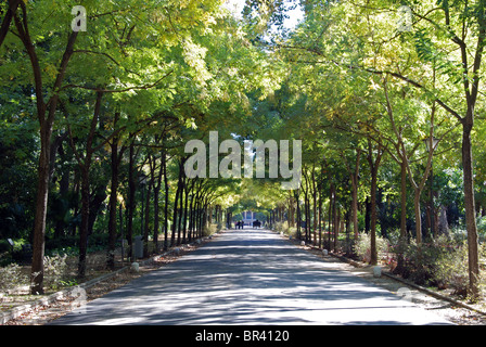 Avenida de Pizzaro im Maria Luisa Park, Sevilla, Provinz Sevilla, Andalusien, Südspanien, Westeuropa. Stockfoto