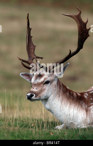 Damwild, Dama Dama, einzelne männlichen Kopf geschossen, Kent, September 2010 Stockfoto