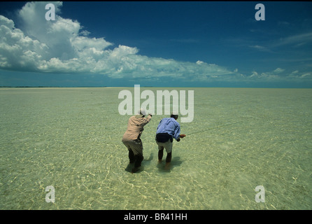 Stalking eine Bonefish auf den Bahamas Stockfoto