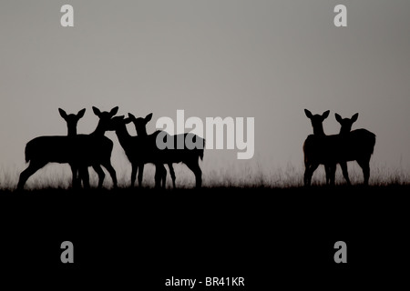 Damwild, Dama Dama, Gruppe Silhouette Skyline, Kent, September 2010 Stockfoto