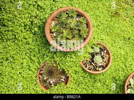 Sempervivum Tectorum (Hauswurz) und Soleirolia Soleirolii (Mind-Your-Own-Business) Stockfoto