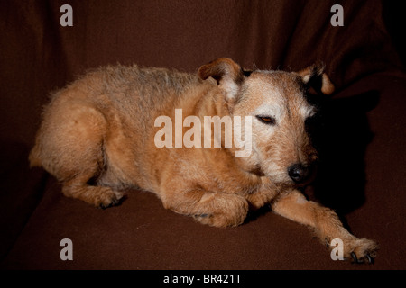 Brauner Mischling legte Hund sich auf leichte braune Tuch Stockfoto