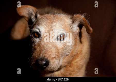 Brauner Mischling legte Hund sich auf leichte braune Tuch Stockfoto