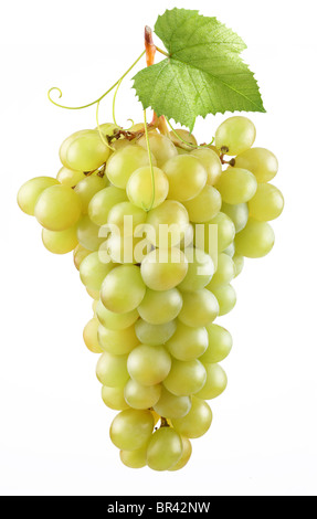 Reife Weintraube auf weißem Hintergrund Stockfoto