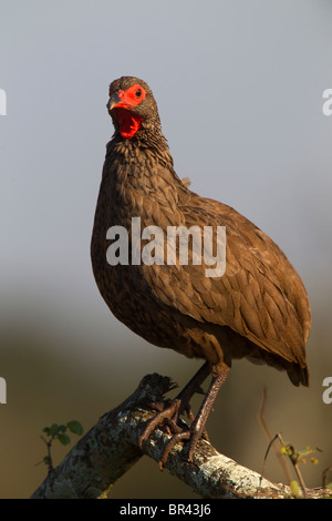 Red-necked Sporn Geflügel, Krüger Nationalpark, Südafrika Stockfoto