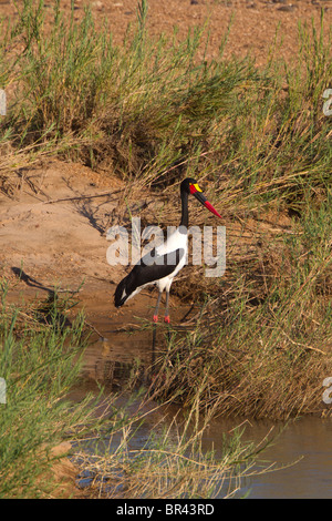 Sattel – abgerechnet Storch in den Sumpf, Krüger Nationalpark, Südafrika Stockfoto