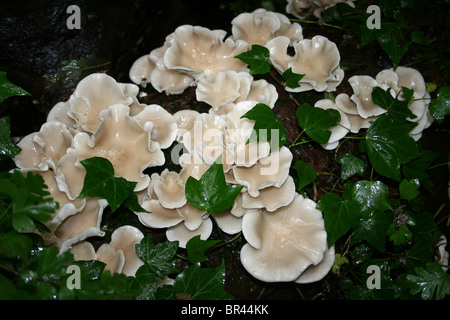 Austernseitling Pleurotus Ostreatus wächst An Efeu bedeckt Log übernommen bei Dibbinsdale LNR, Wirral, UK Stockfoto