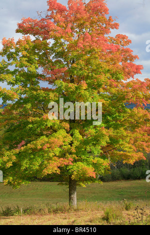 Ein einsamer Ahornbaum mit Blättern die Hälfte im Herbst geändert Stockfoto