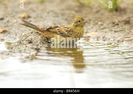 Goldammer (Emberiza Citrinella) Baden und trinken aus am Straßenrand Pool. Stockfoto