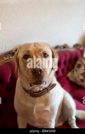 Golden Labrador auf antikes Sofa sitzen Stockfoto
