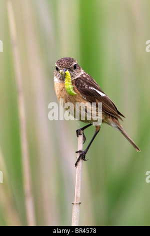 Schwarzkehlchen, Burgenland, Österreich, Europa Stockfoto