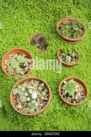 Sempervivum Tectorum (Hauswurz) und Soleirolia Soleirolii (Mind-Your-Own-Business) Stockfoto